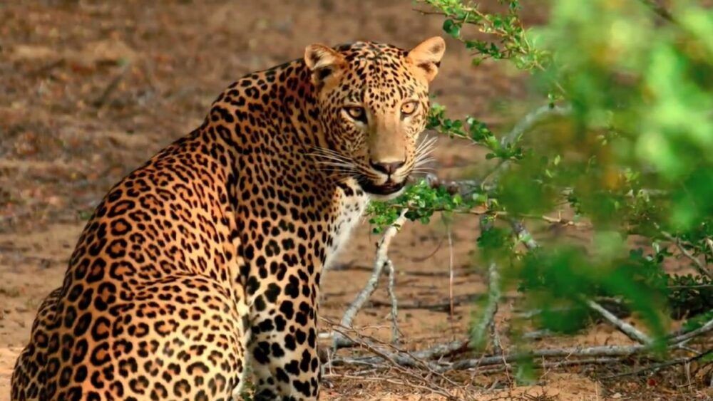 Leopardo en el Parque Nacional de Yala