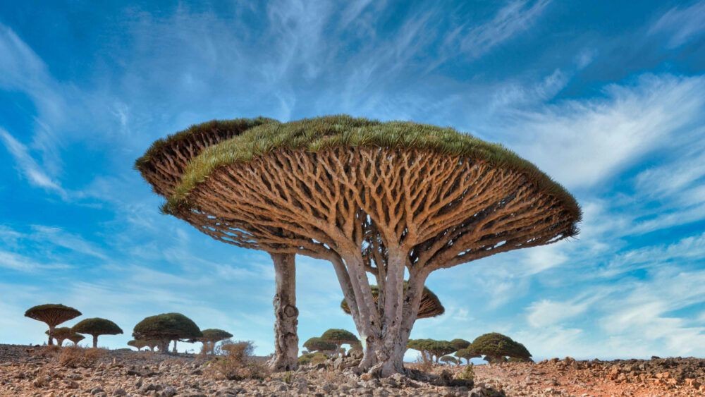 Socotra Dragon Trees