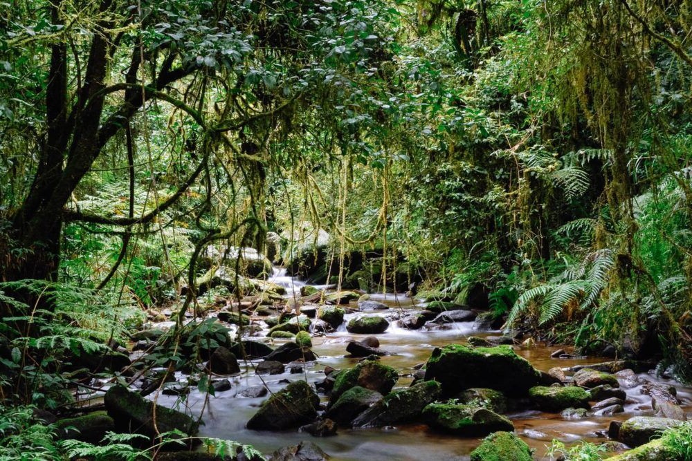 Parque Nacional Ranomafana