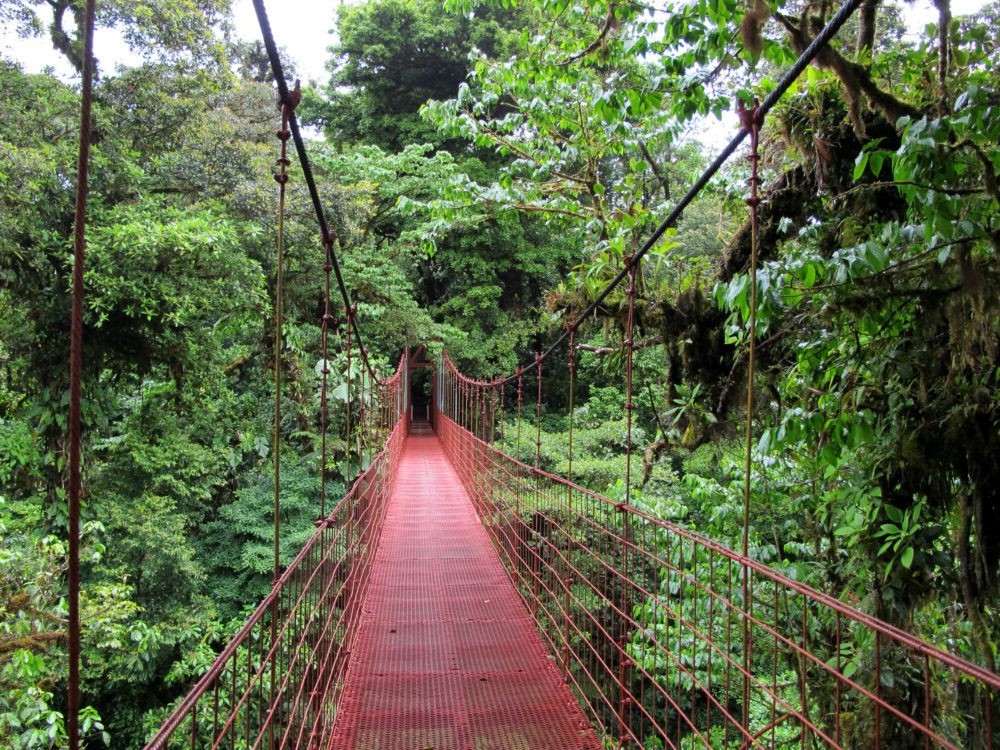 Bosque Nuboso de Monteverde