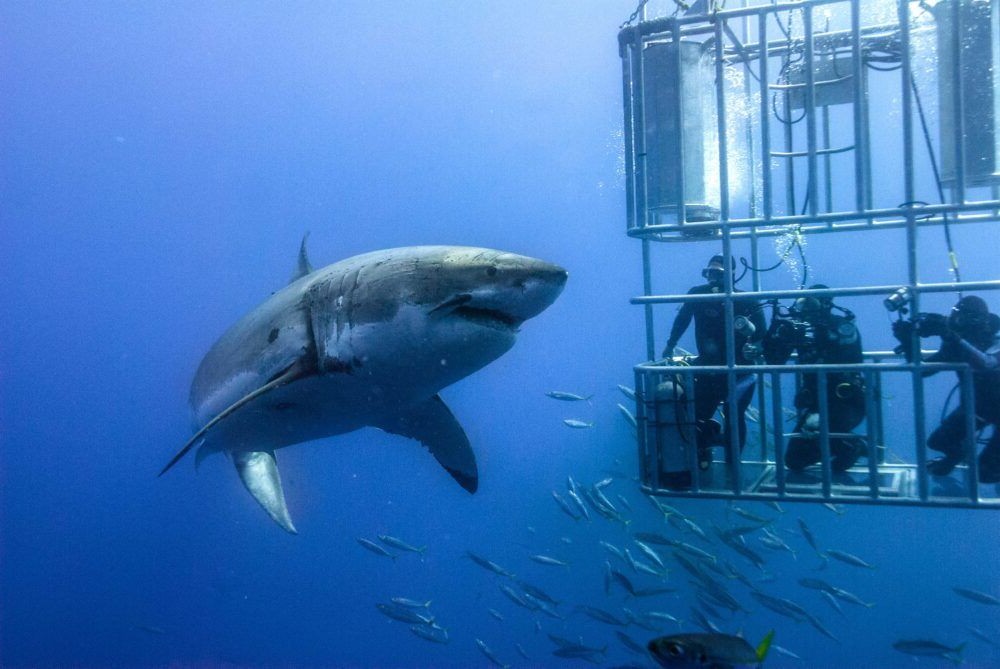Great White Shark Cage Diving