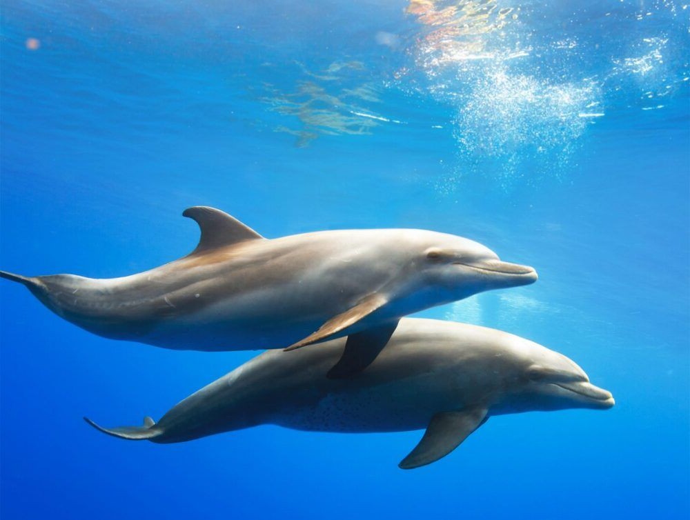 Nado con delfines rosados
