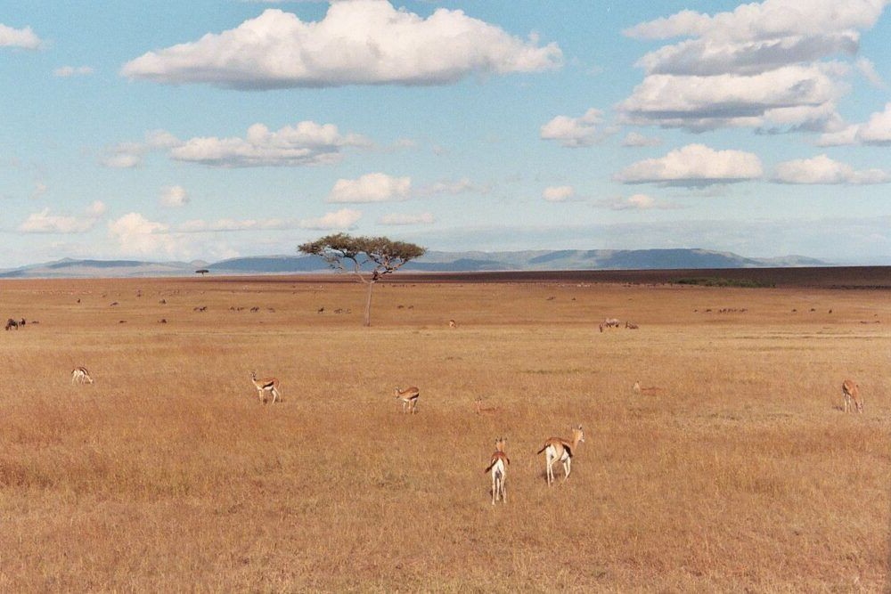Reserva Nacional Masai Mara