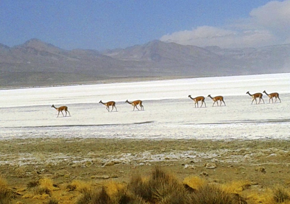 Reserva Nacional Salinas y Aguada Blanca