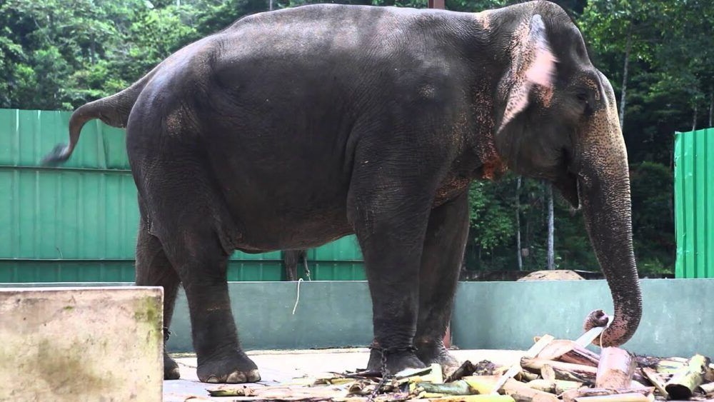Santuario de Elefantes de Kuala Gandah