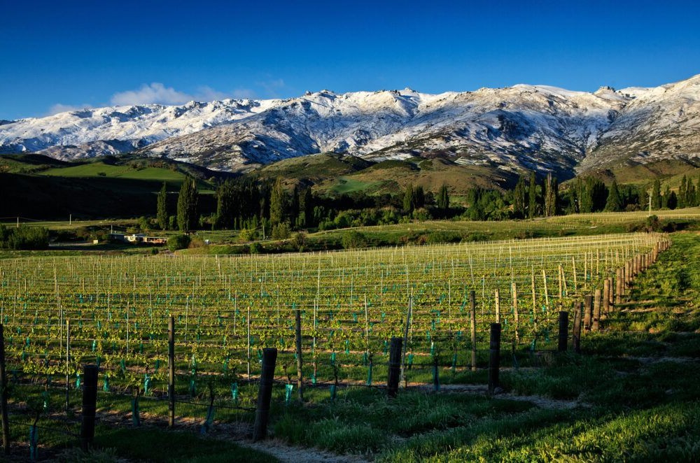 Central Otago Wine Region