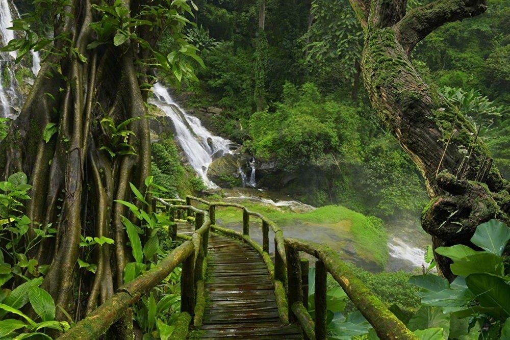 Conservar los Bosques Naturales