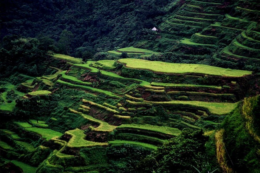 Category Template 5 Vista amplia del Arroz en terrazas Ifugao
