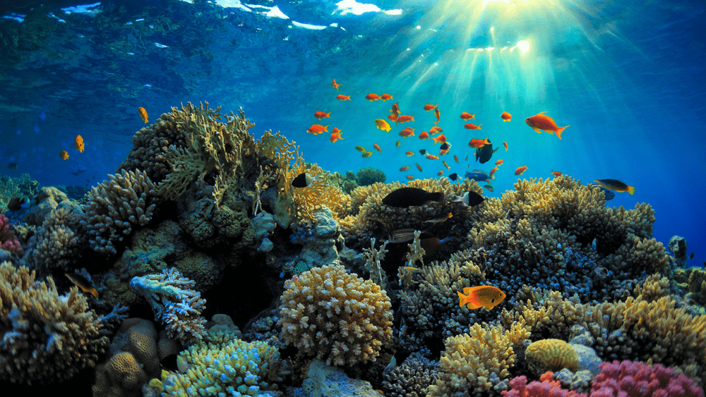 Barbados Barrier Reefs