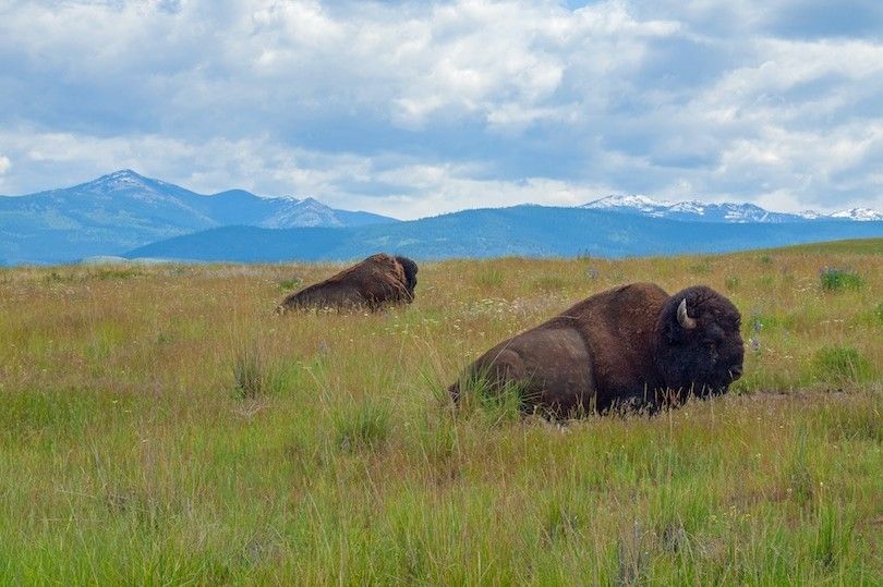 Campo de tiro nacional de bisontes