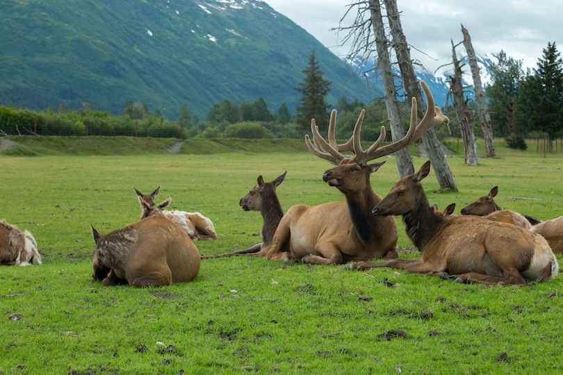 12 Mejores Cosas que Hacer en Anchorage, Alaska