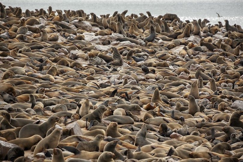 Colonia de focas de Cape Cross