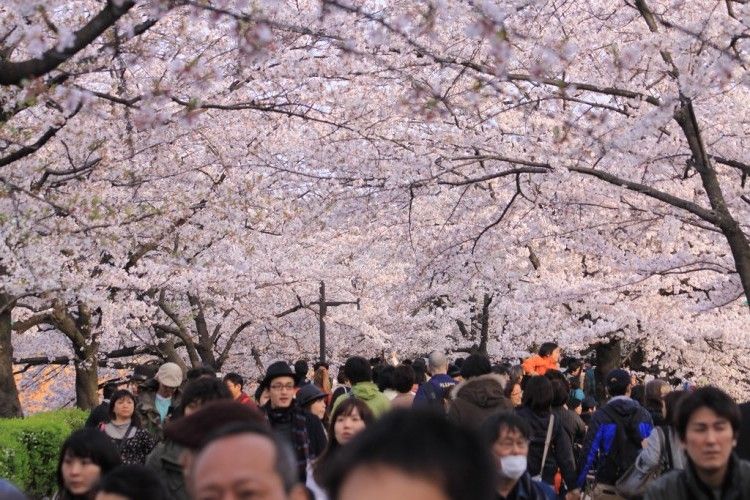 Festival de los Cerezos en Flor en Tokio