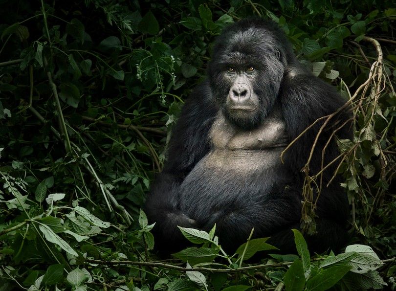 Parque Nacional de los Gorilas de Mgahinga