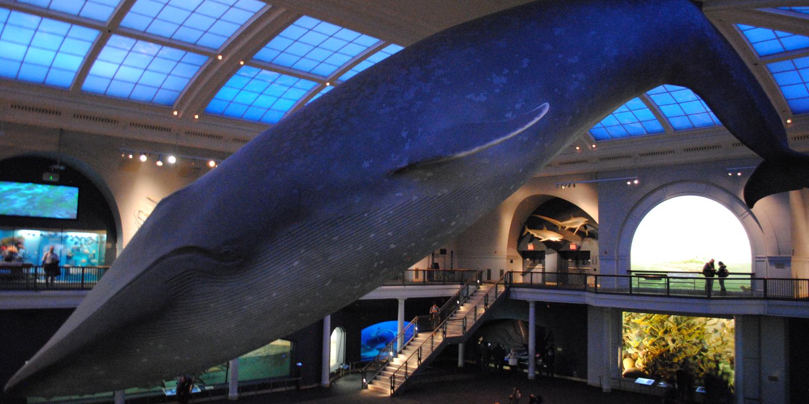 Ballena azul en el Museo de Historia Natural de Nueva York