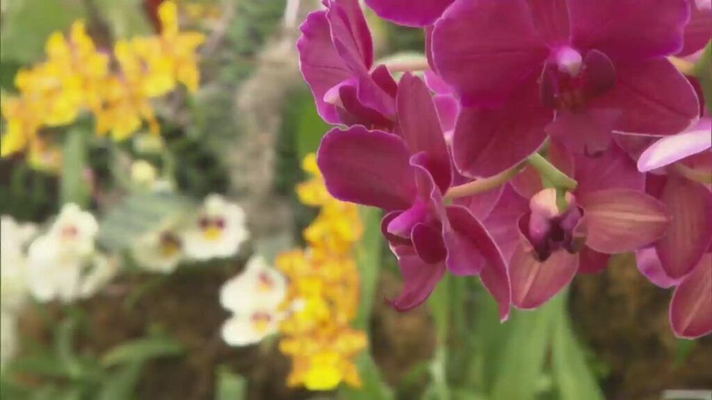 Exposición de orquídeas del Jardín Botánico de Nueva York
