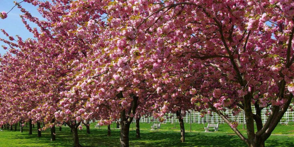 Flores de cerezo en NY