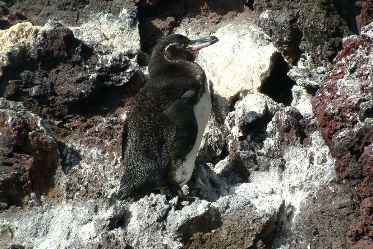 Todo lo que siempre quiso saber sobre los pingüinos 11