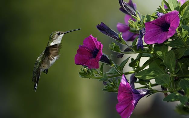 colibrí escintilante