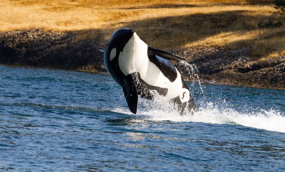 3 cosas que quizá no sepa sobre las orcas 270