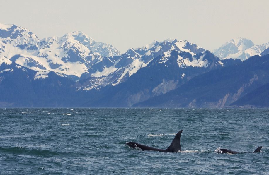 3 cosas que quizá no sepa sobre las orcas 2