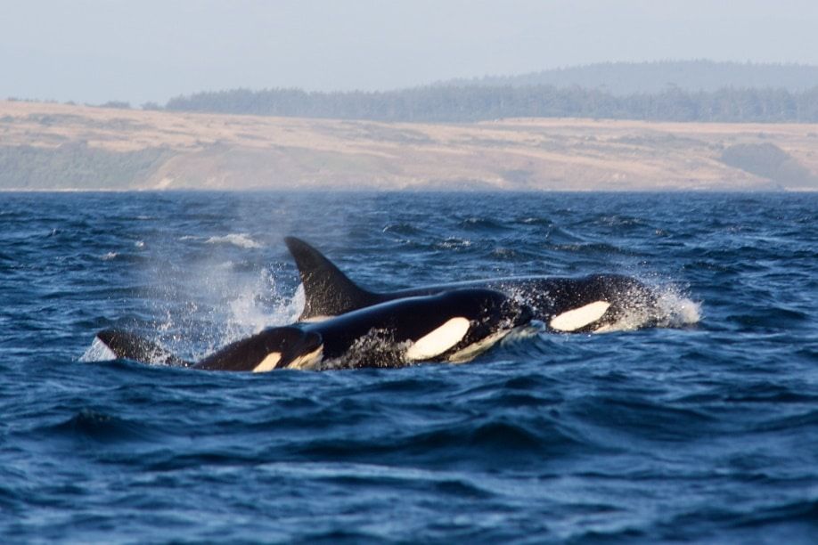 3 cosas que quizá no sepa sobre las orcas 3