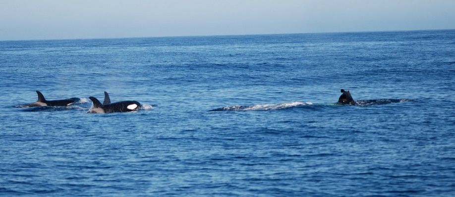 3 cosas que quizá no sepa sobre las orcas 5