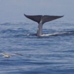 4 datos sobre las ballenas que quizá no conozcas