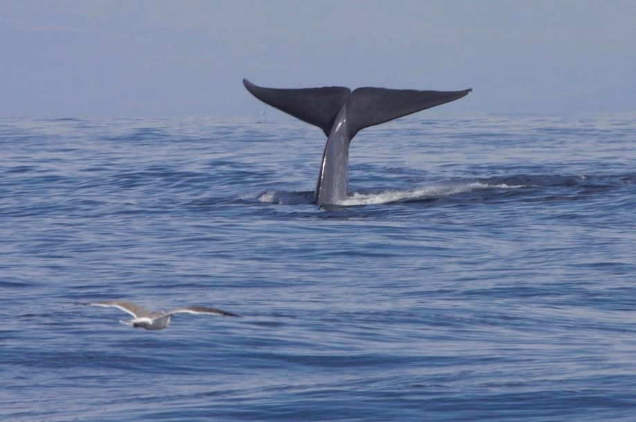 4 datos sobre las ballenas que quizá no conozcas 206