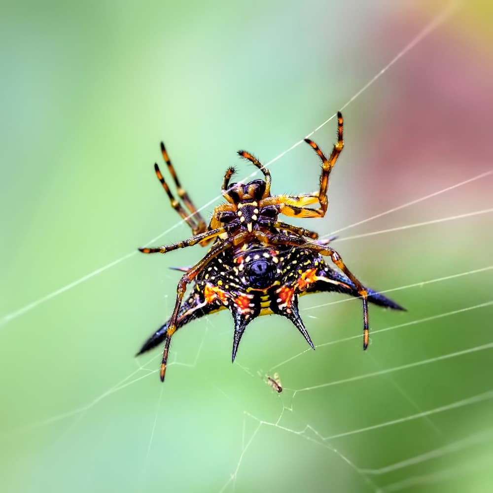 Todo lo que siempre quiso saber sobre las arañas (y quizá algunas cosas que no sabía) 5