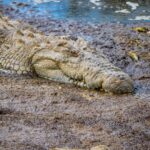 5 cosas que probablemente no sabía sobre los cocodrilos y caimanes