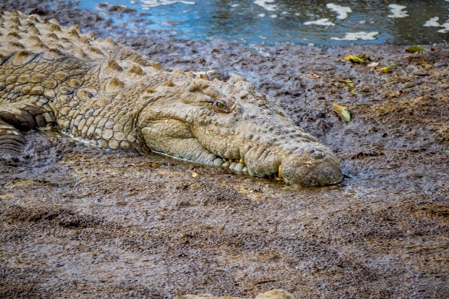 5 cosas que probablemente no sabía sobre los cocodrilos y caimanes 17