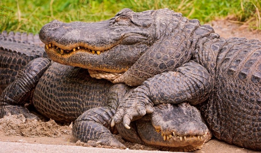 5 cosas que probablemente no sabía sobre los cocodrilos y caimanes 4