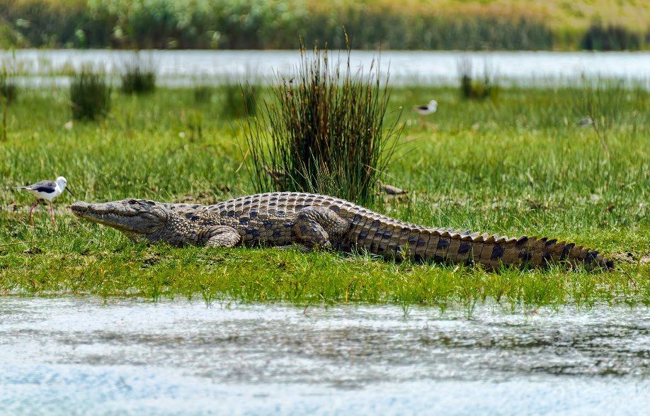 5 cosas que probablemente no sabía sobre los cocodrilos y caimanes 5