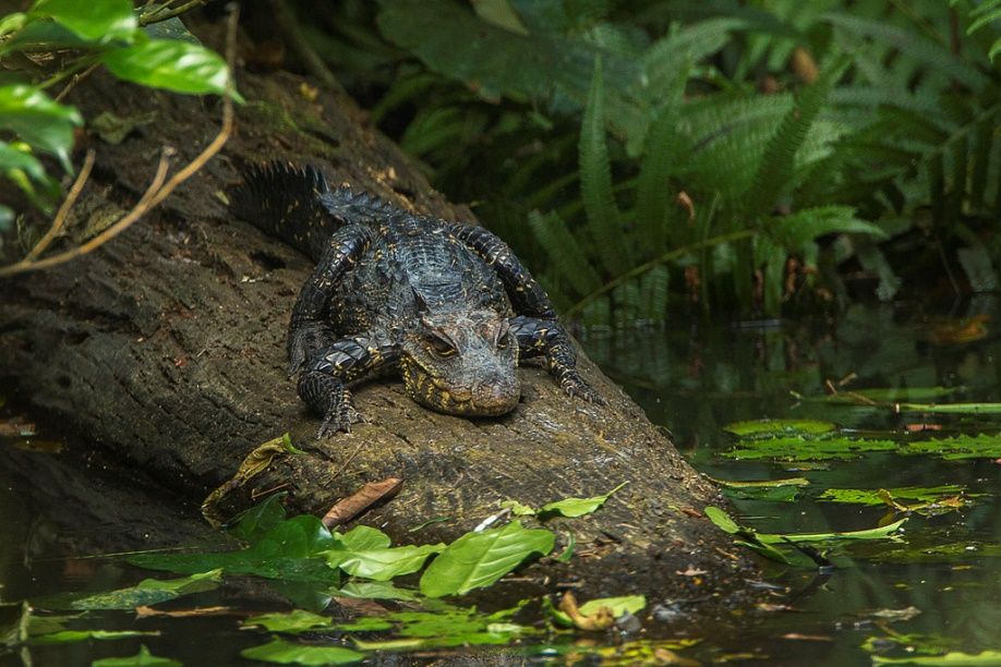 5 cosas que probablemente no sabía sobre los cocodrilos y caimanes 6