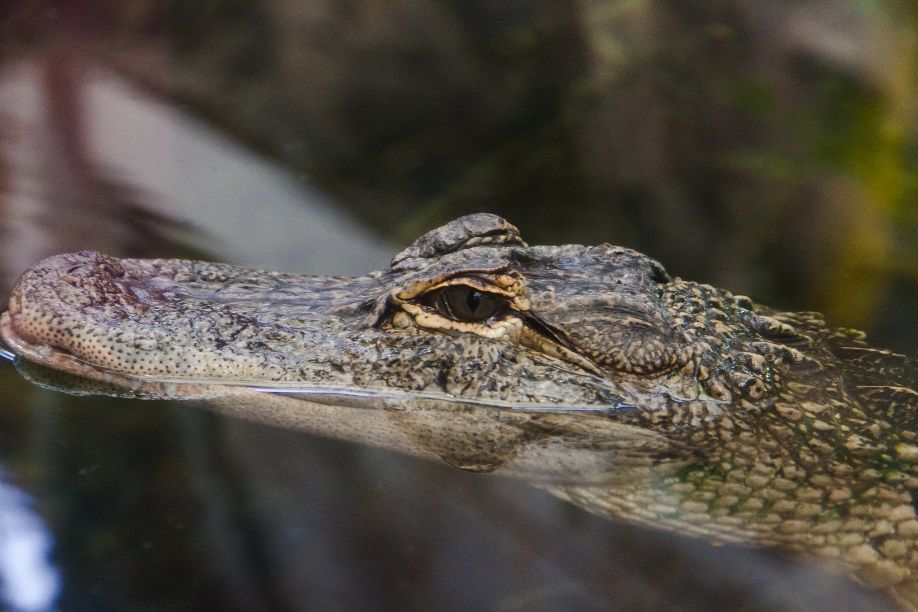 5 cosas que probablemente no sabía sobre los cocodrilos y caimanes 7