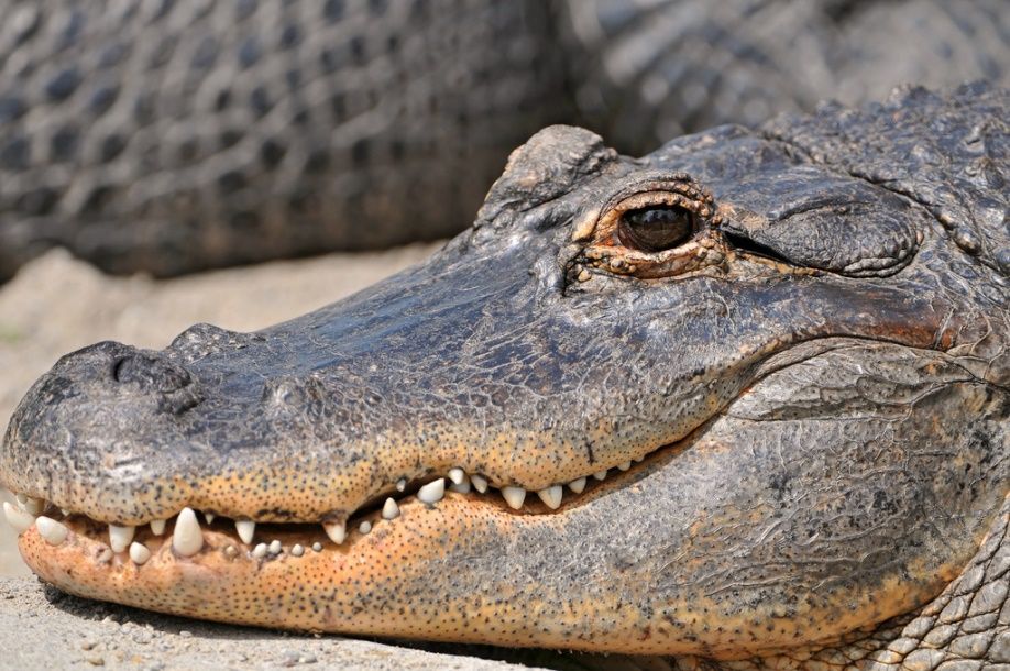 5 cosas que probablemente no sabía sobre los cocodrilos y caimanes 8