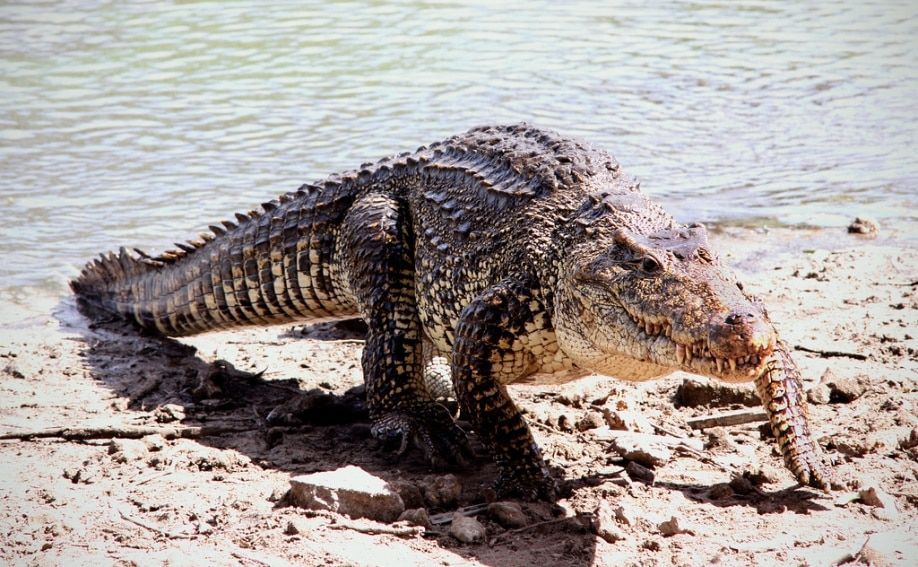 5 cosas que probablemente no sabía sobre los cocodrilos y caimanes 9