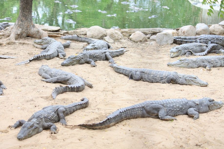 5 cosas que probablemente no sabía sobre los cocodrilos y caimanes 10