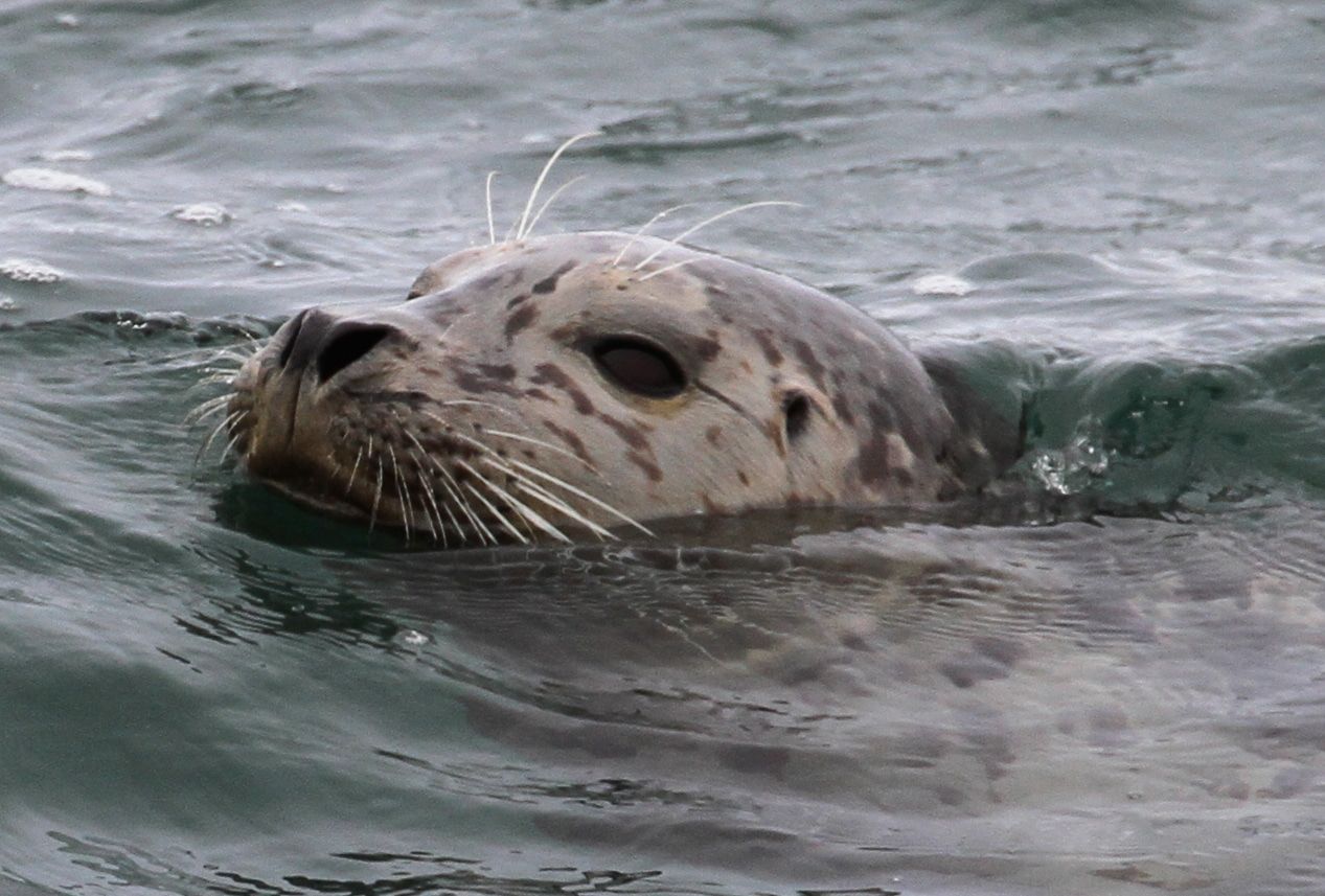 Todo sobre focas, leones marinos y morsas 241