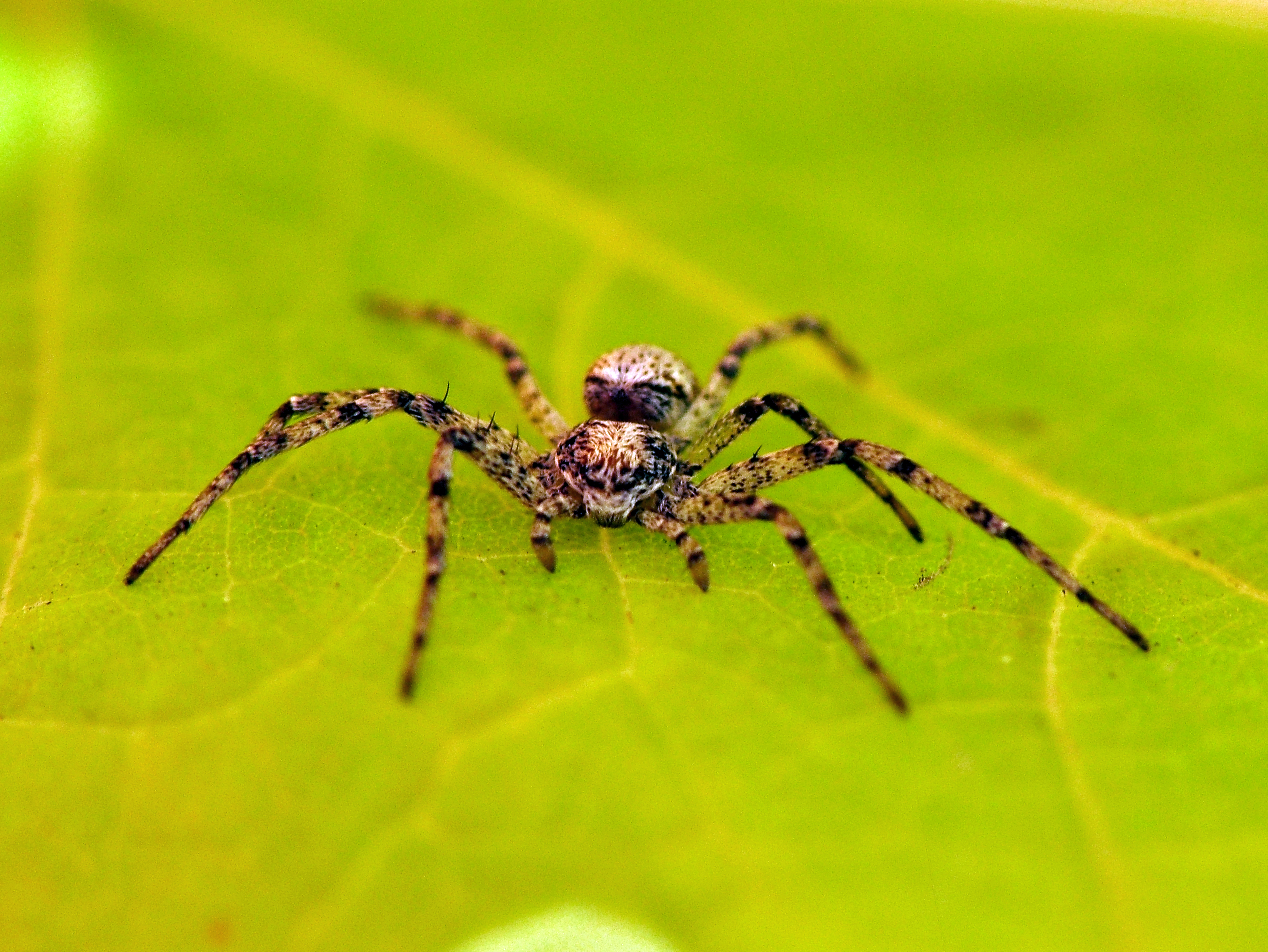 Todo lo que siempre quiso saber sobre las arañas (y quizá algunas cosas que no sabía) 8