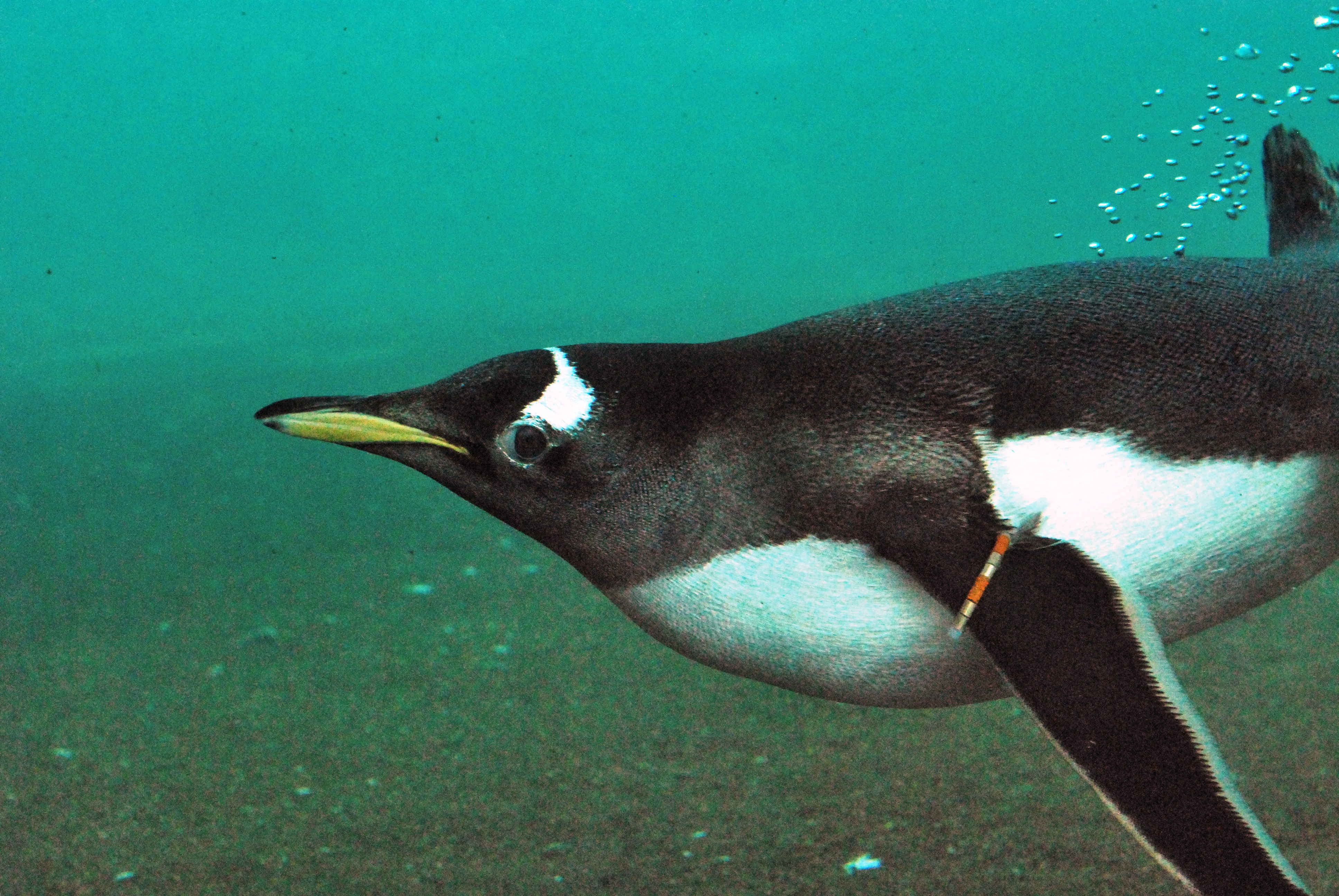 Todo lo que siempre quiso saber sobre los pingüinos 8