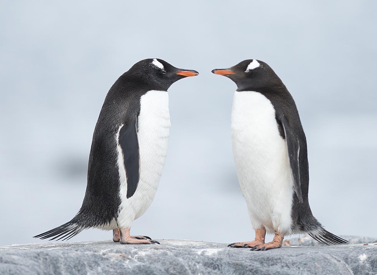 Todo lo que siempre quiso saber sobre los pingüinos 9