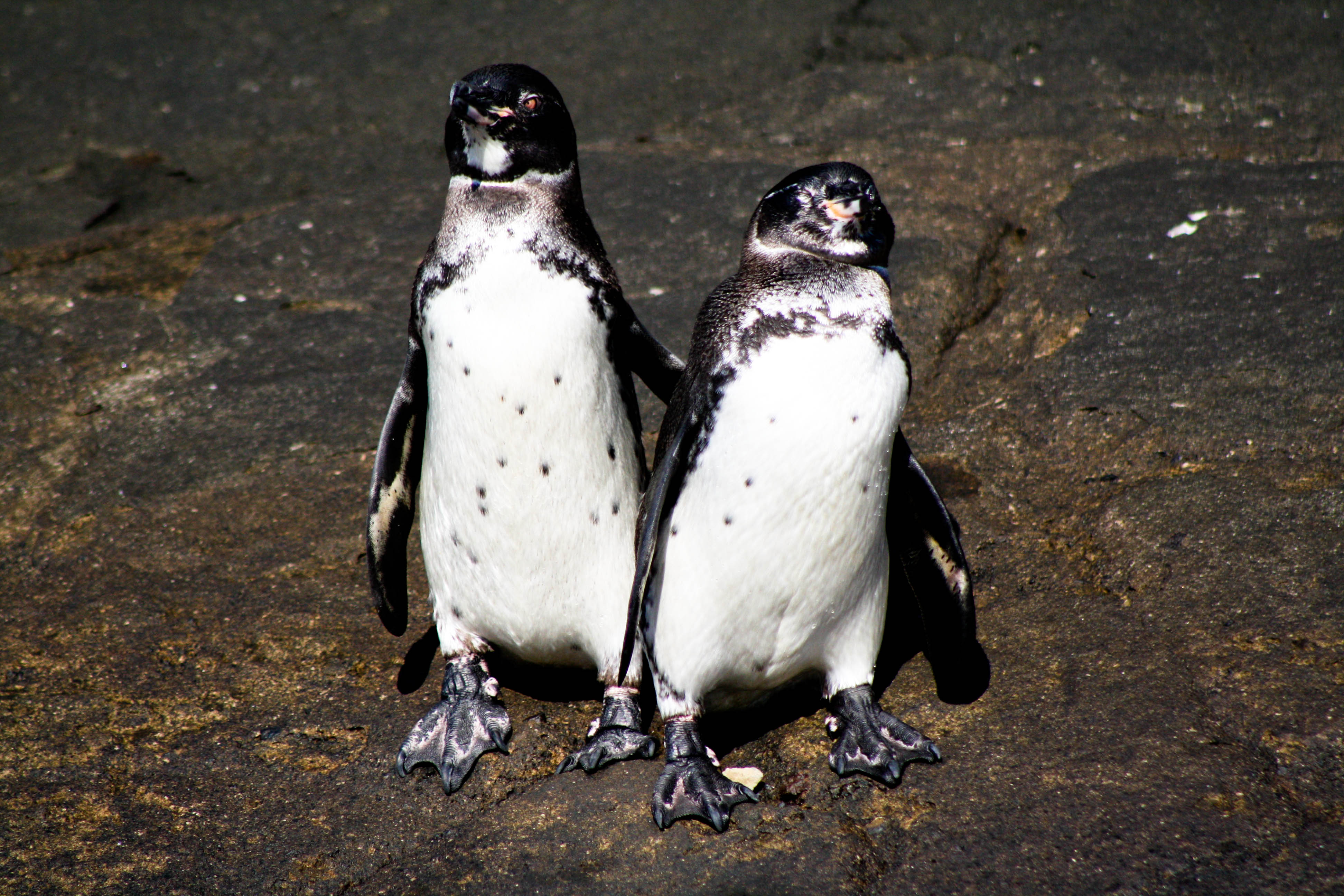 Todo lo que siempre quiso saber sobre los pingüinos 10