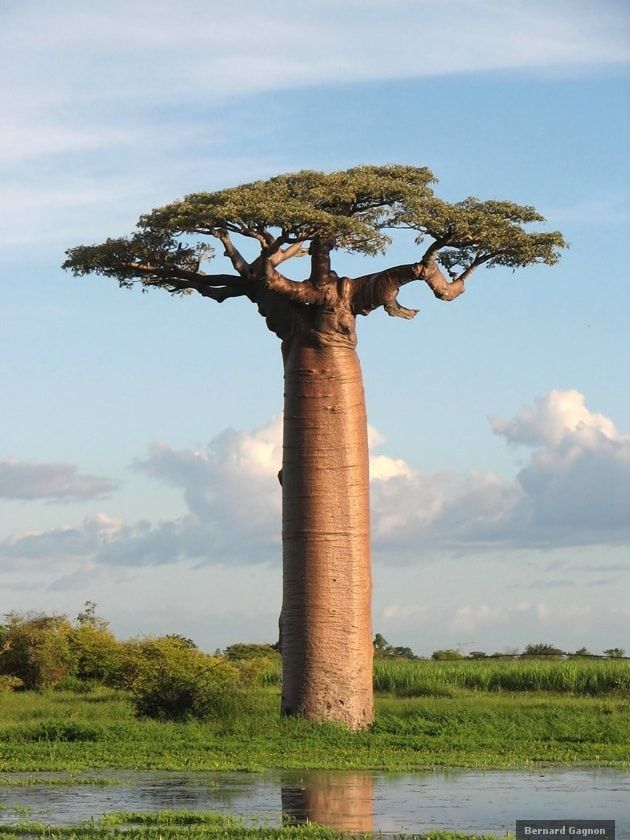 Baobabs: Los árboles más gordos del mundo 4