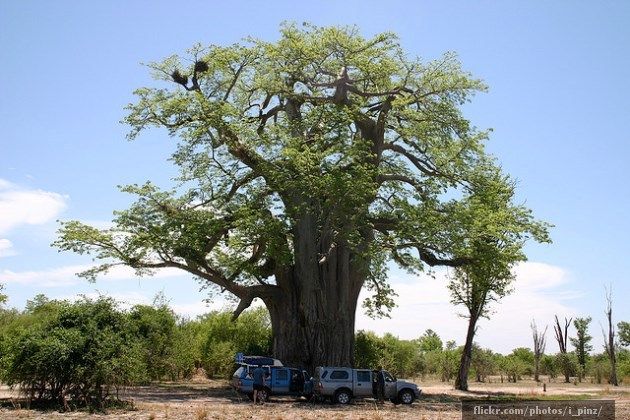 Baobabs: Los árboles más gordos del mundo 2