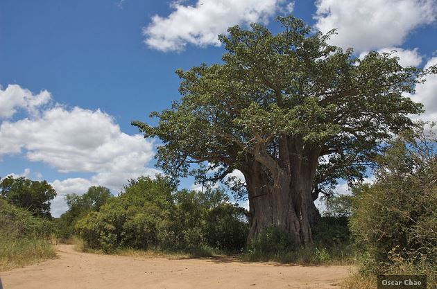 Baobabs: Los árboles más gordos del mundo 5