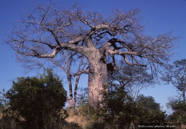 Baobabs: Los árboles más gordos del mundo 6
