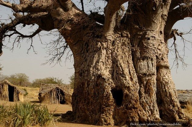 Baobabs: Los árboles más gordos del mundo 9