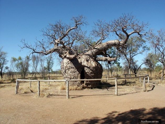 Baobabs: Los árboles más gordos del mundo 11